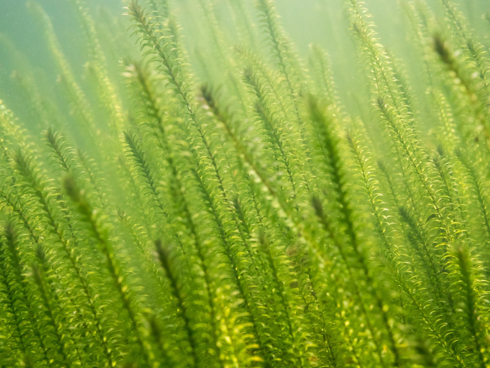 Dense Sprouts of Canadian Waterweed Underwater in Lake